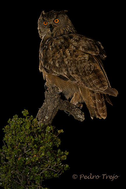 Búho real (Bubo bubo)